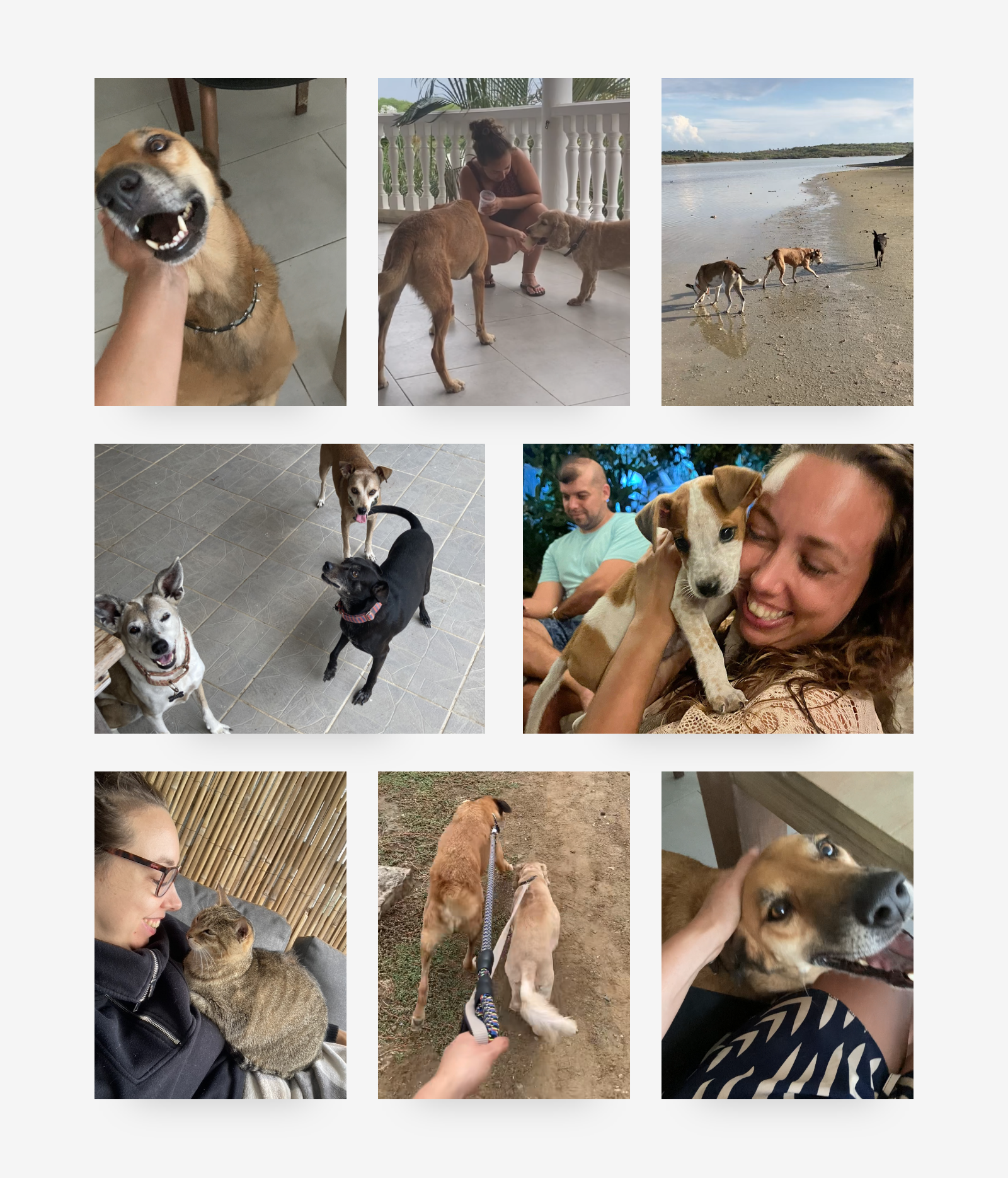 honden oppassen huisdieren